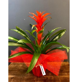 Guzmania (canlı saksı çiçeği)