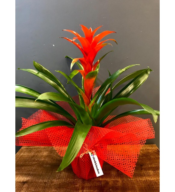 Guzmania (canlı saksı çiçeği)